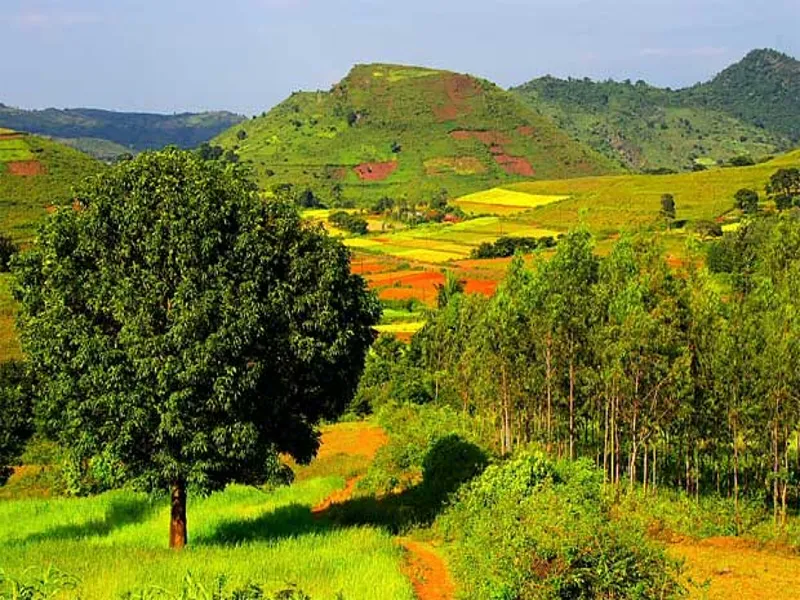 Araku Valley Estate